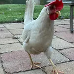 Onder De Paardenkastanje Empe