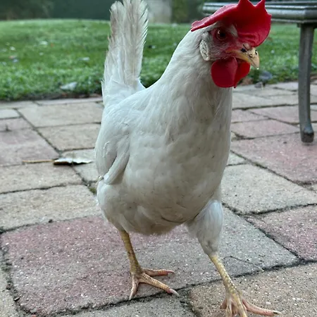 Onder De Paardenkastanje Empe