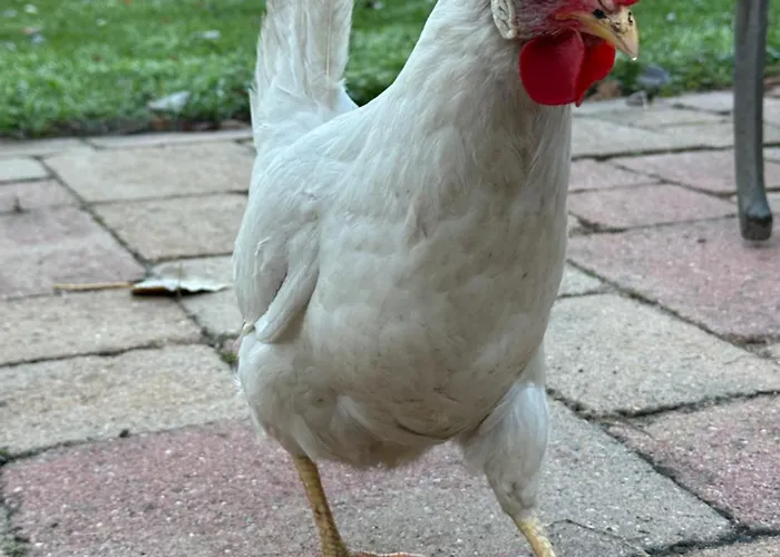 Onder De Paardenkastanje Empe