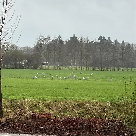 Onder De Paardenkastanje *