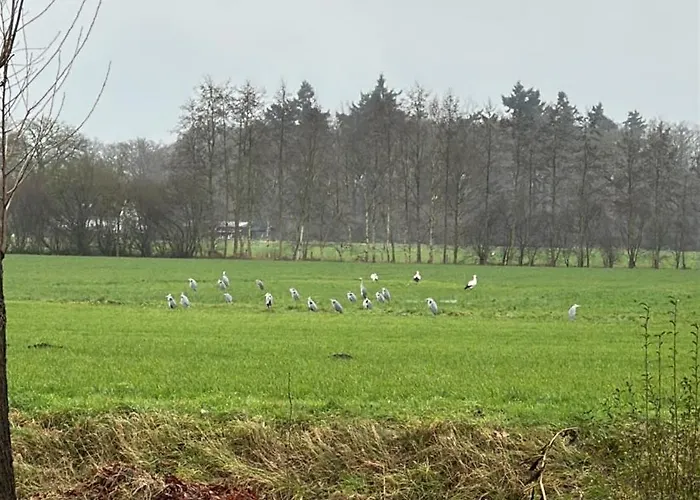 Onder De Paardenkastanje *